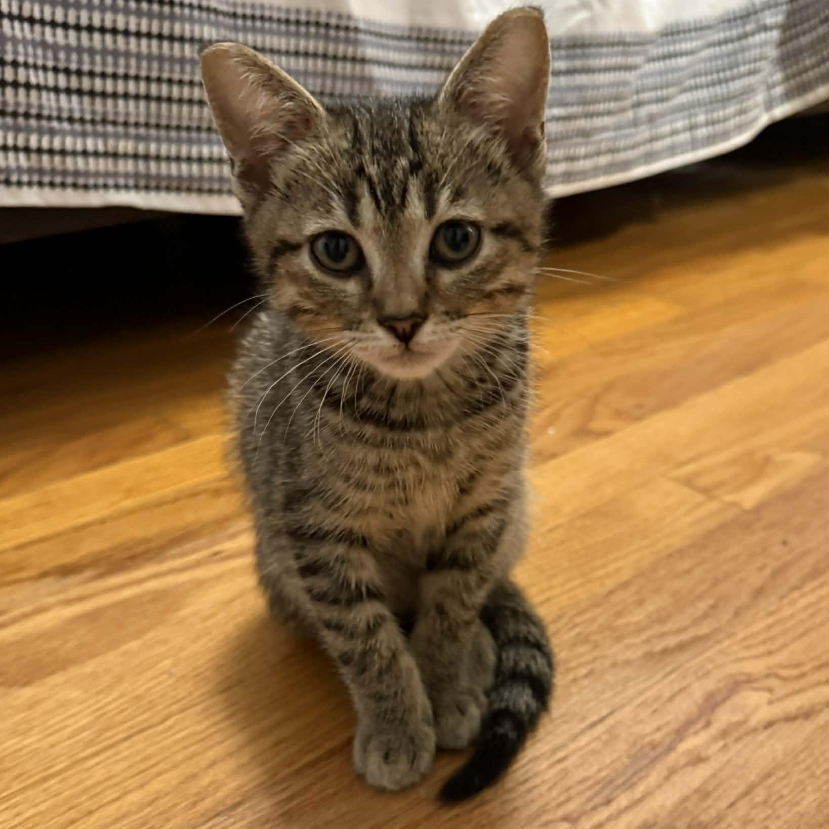 PiCatso, an adopted mixed breed in Baytown, TX image 4/6