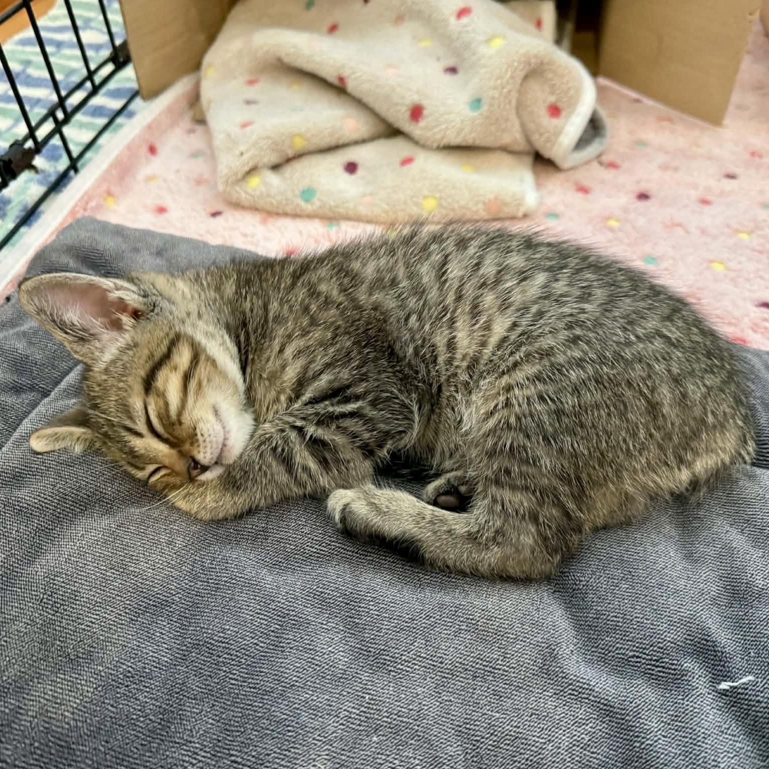 PiCatso, an adopted mixed breed in Baytown, TX image 3/6