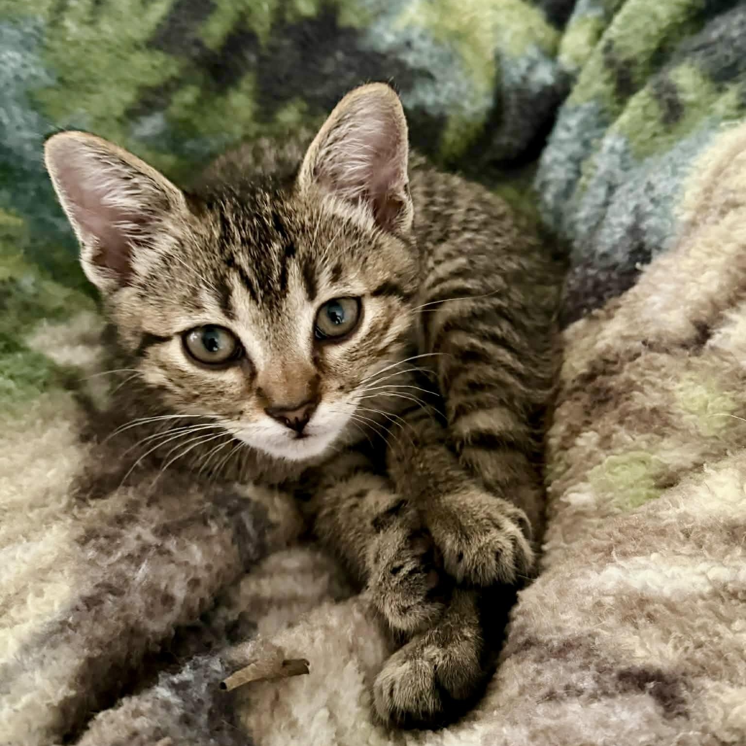 PiCatso, adopted, Kitten Male Domestic Short Hair.