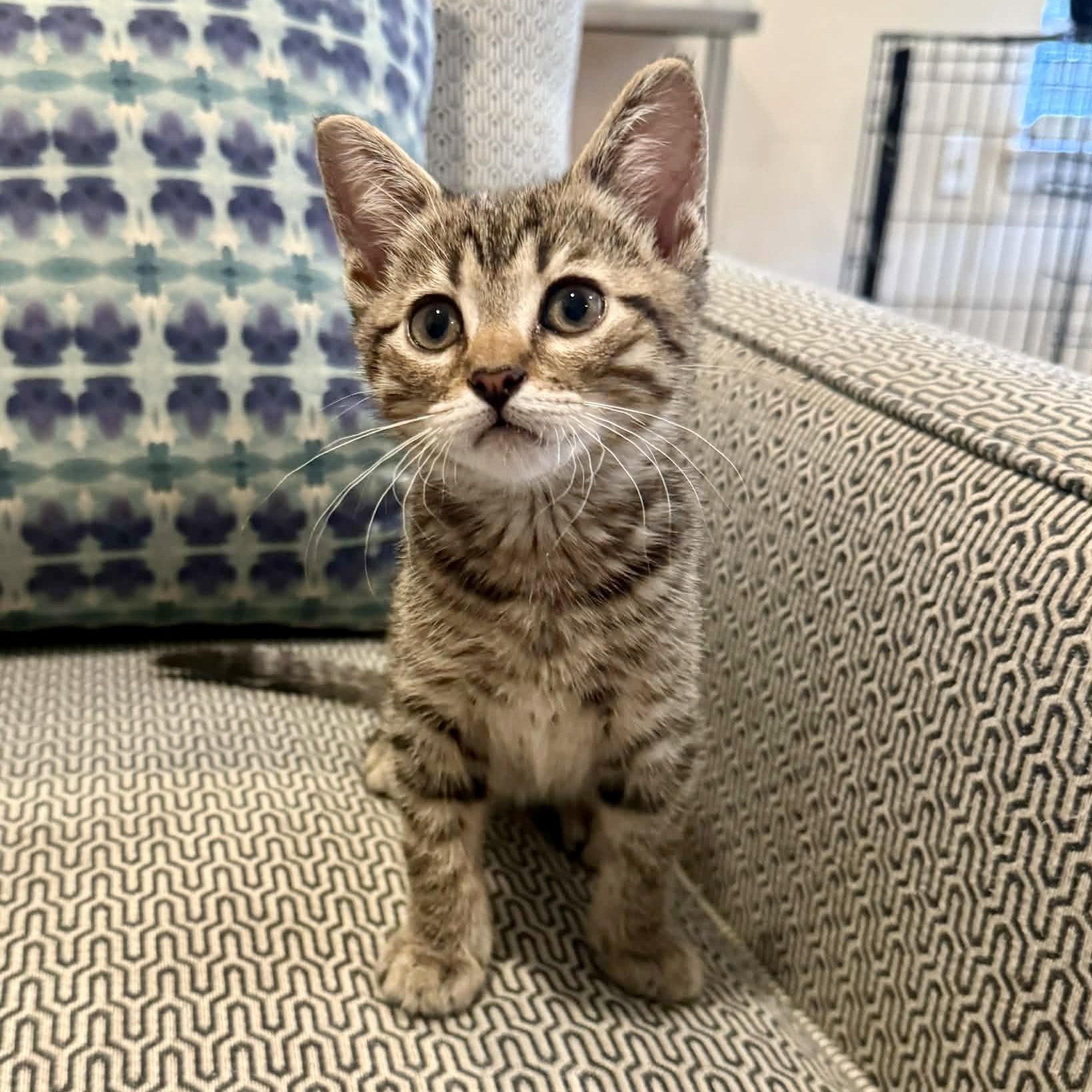 PiCatso, an adopted mixed breed in Baytown, TX image 6/6