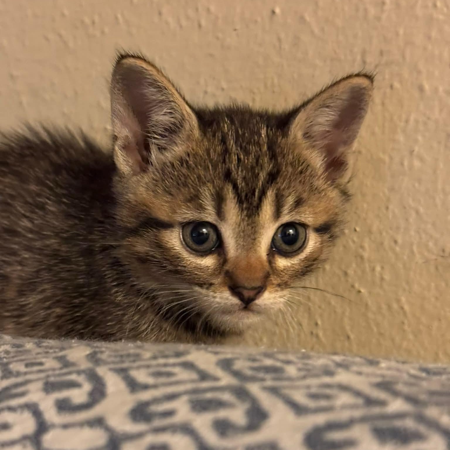 PiCatso, an adopted mixed breed in Baytown, TX image 2/6