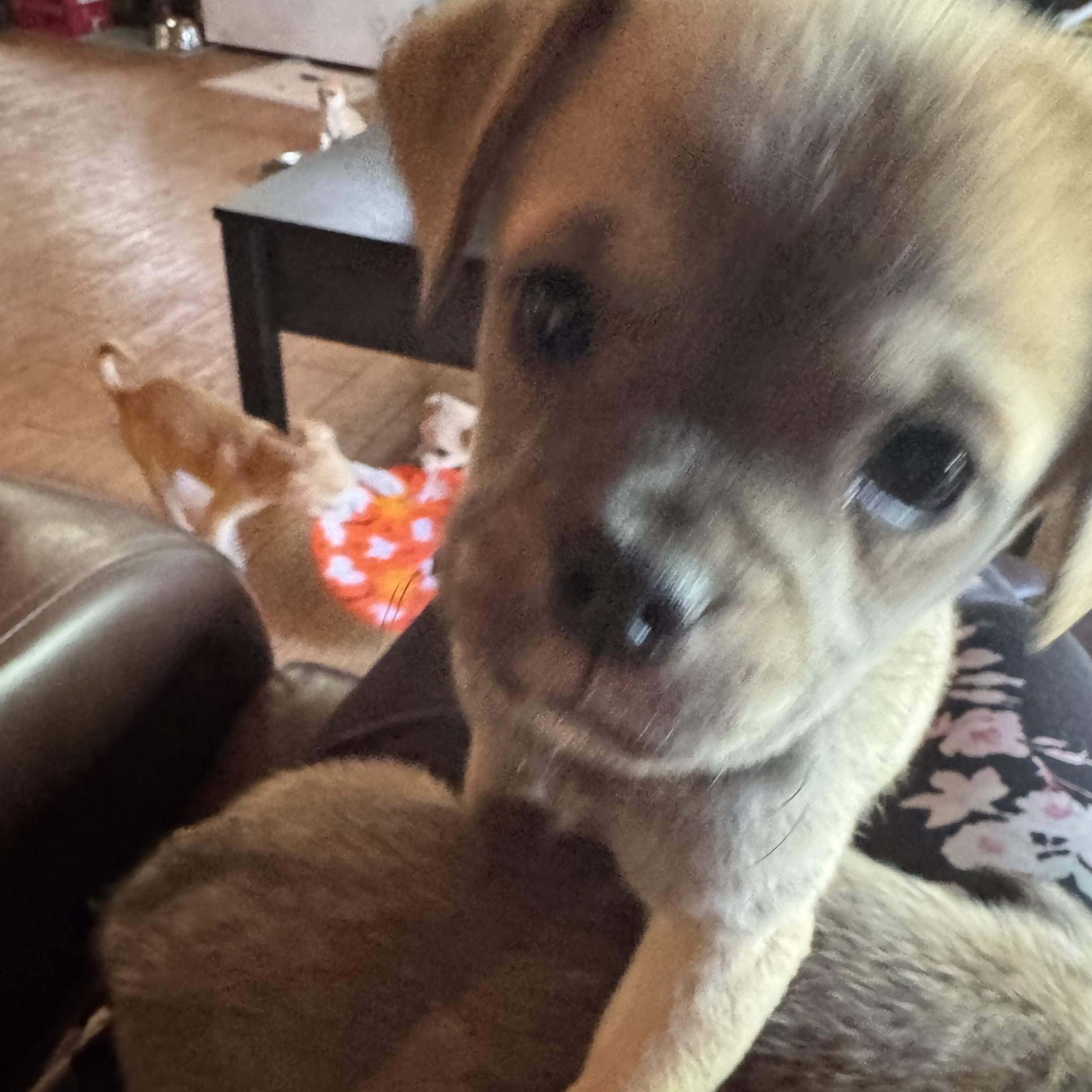Woolfy, adopted, Puppy Male Pug & Spaniel.