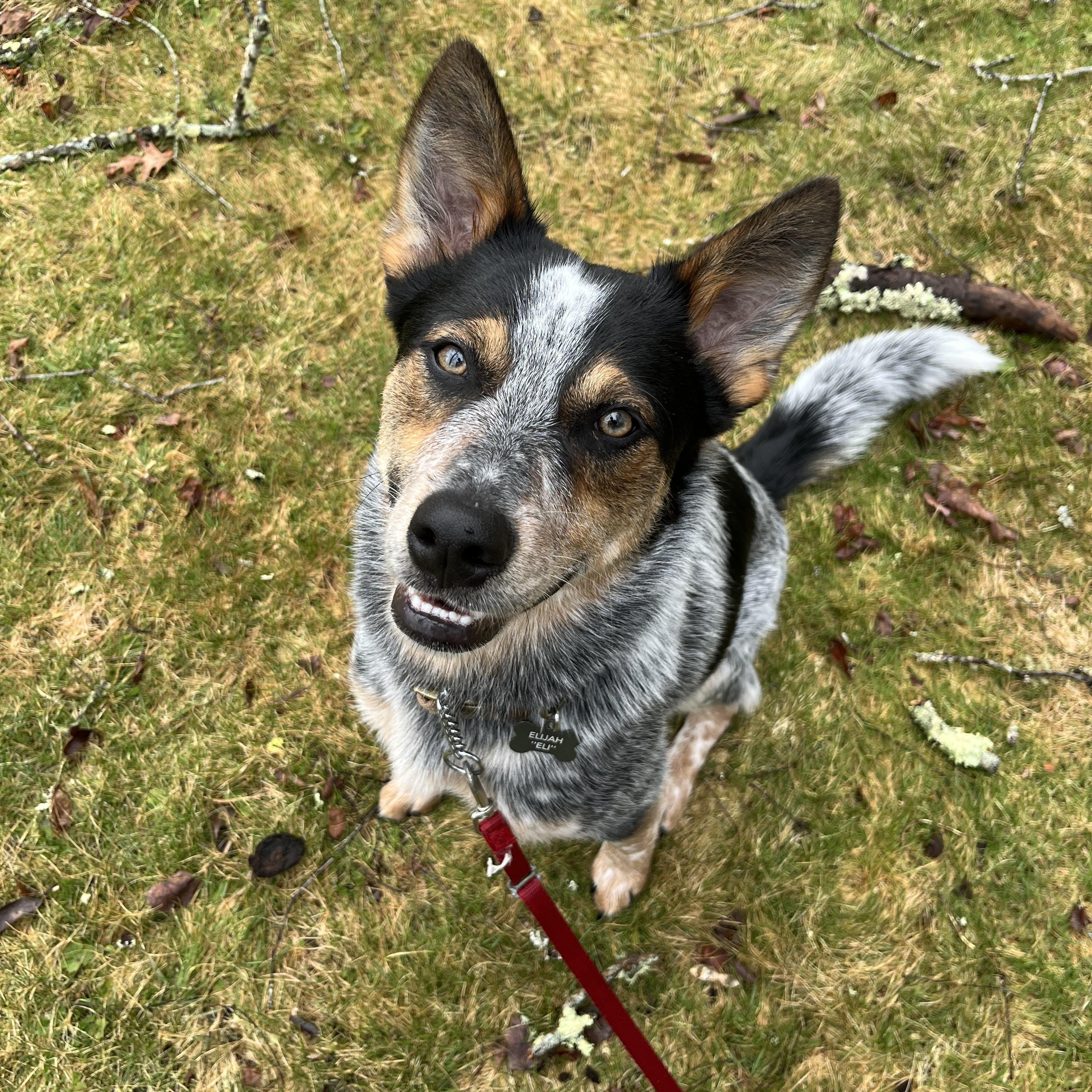 Banjo, adoptable, Young Male Australian Cattle Dog / Blue Heeler.