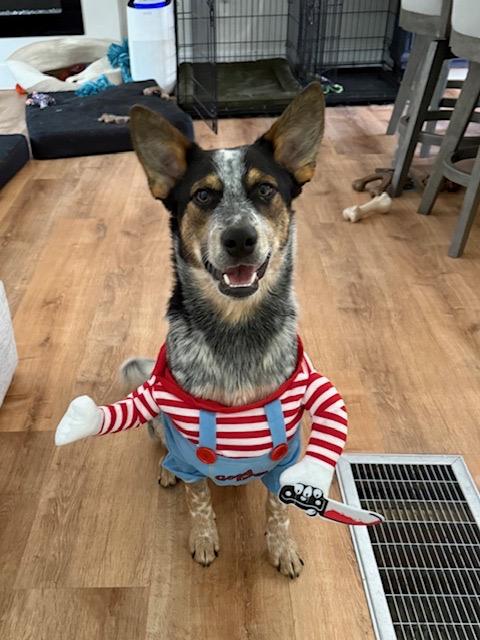 Banjo, adoptable, Young Male Australian Cattle Dog / Blue Heeler.