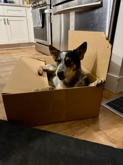 Enlarge Banjo, an adoptable Australian Cattle Dog / Blue Heeler in Lakeville, MA image 6/6