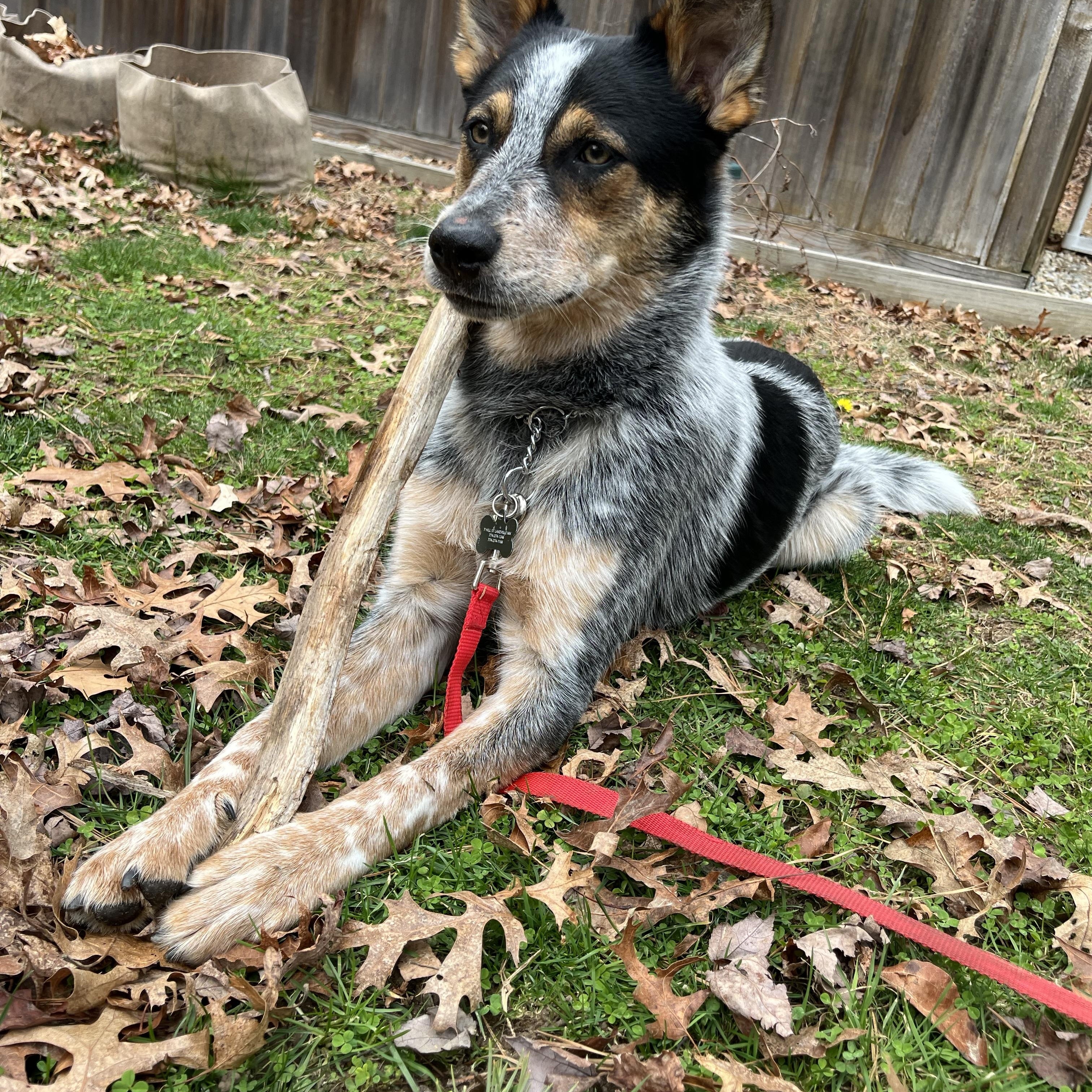 Banjo, an adoptable Australian Cattle Dog / Blue Heeler in Lakeville, MA image 2/6
