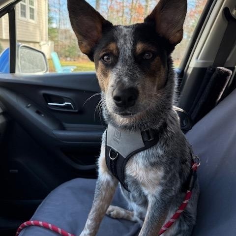 Enlarge Banjo, an adoptable Australian Cattle Dog / Blue Heeler in Lakeville, MA image 4/6