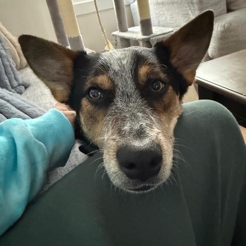 Enlarge Banjo, an adoptable Australian Cattle Dog / Blue Heeler in Lakeville, MA image 3/6