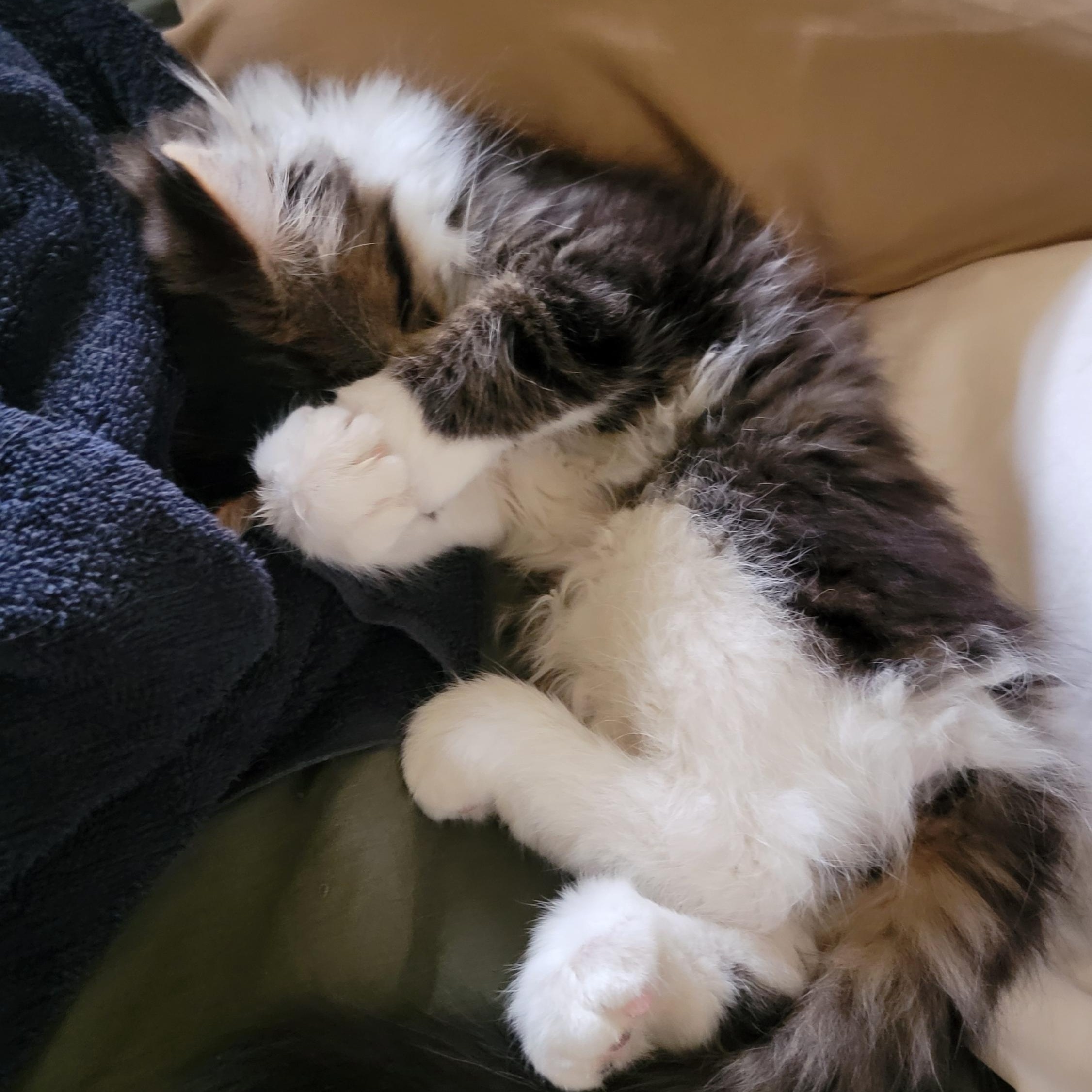 Enlarge Bart, a Adopted Domestic Medium Hair in Warren, MI image 4/4