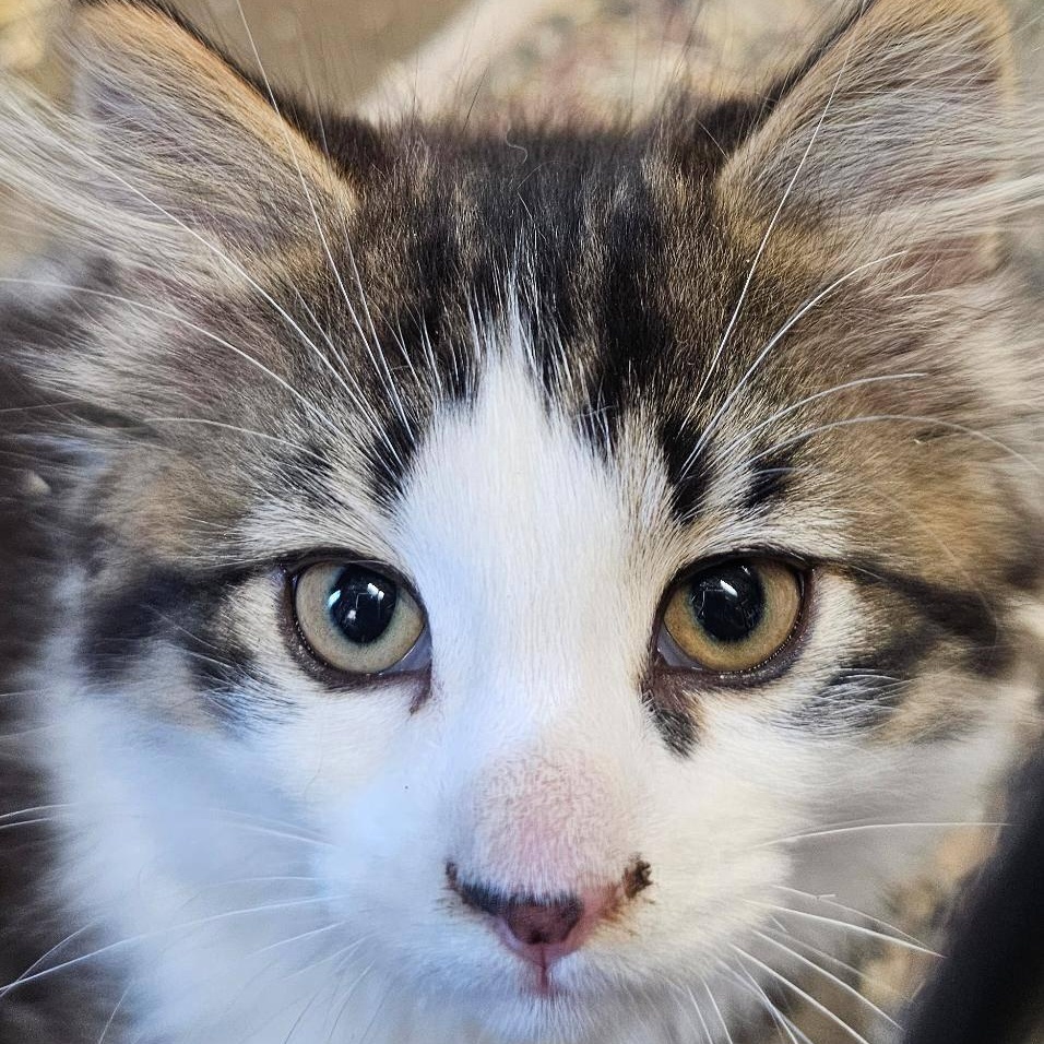 Enlarge Bart, a Adopted Domestic Medium Hair in Warren, MI image 2/4