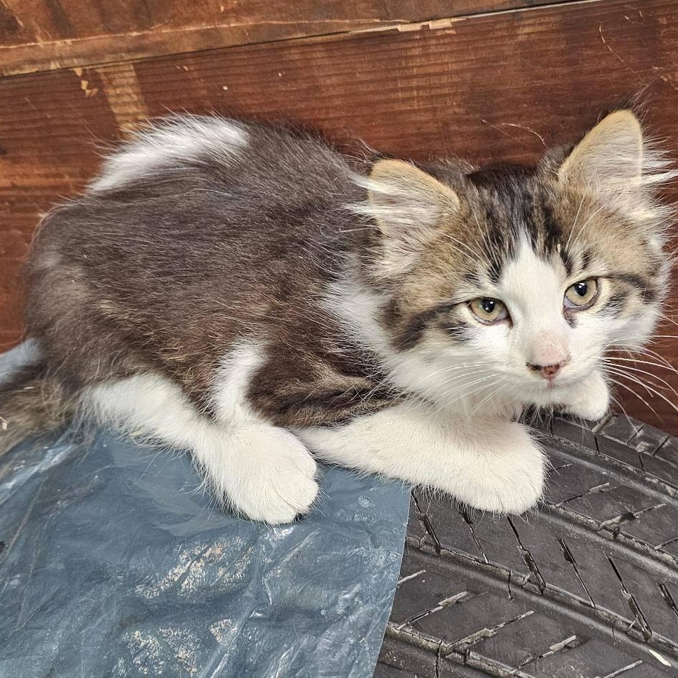 Enlarge Bart, a Adopted Domestic Medium Hair in Warren, MI image 3/4