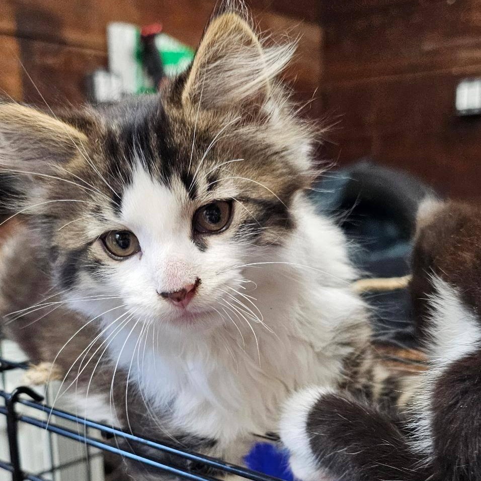 Bart, Adopted, Kitten Male Domestic Medium Hair.