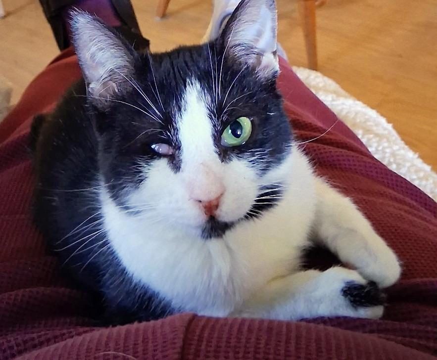 Dot, Adoptable, Kitten Female Domestic Short Hair.