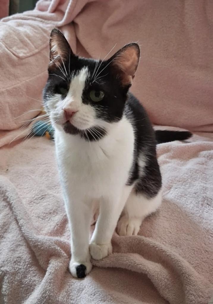 Enlarge Dot, a Adoptable mixed breed in Hagaman, NY image 2/4