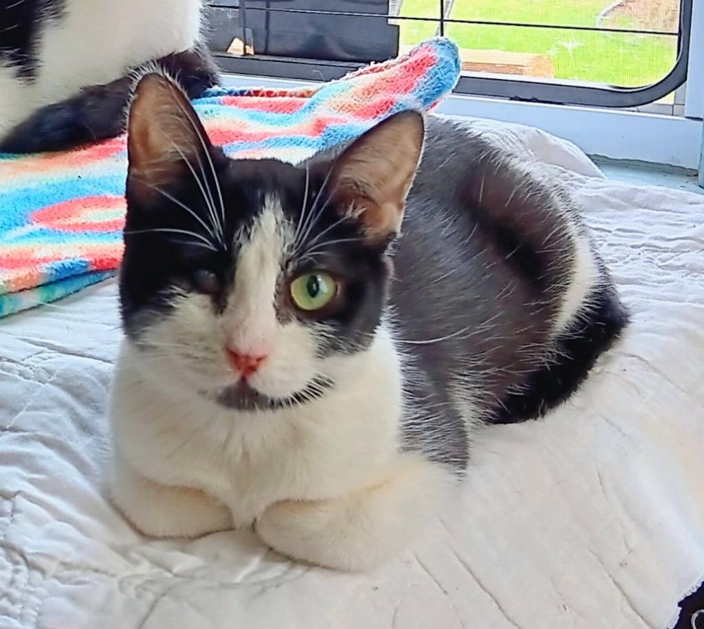 Dot, Adoptable, Kitten Female Domestic Short Hair.