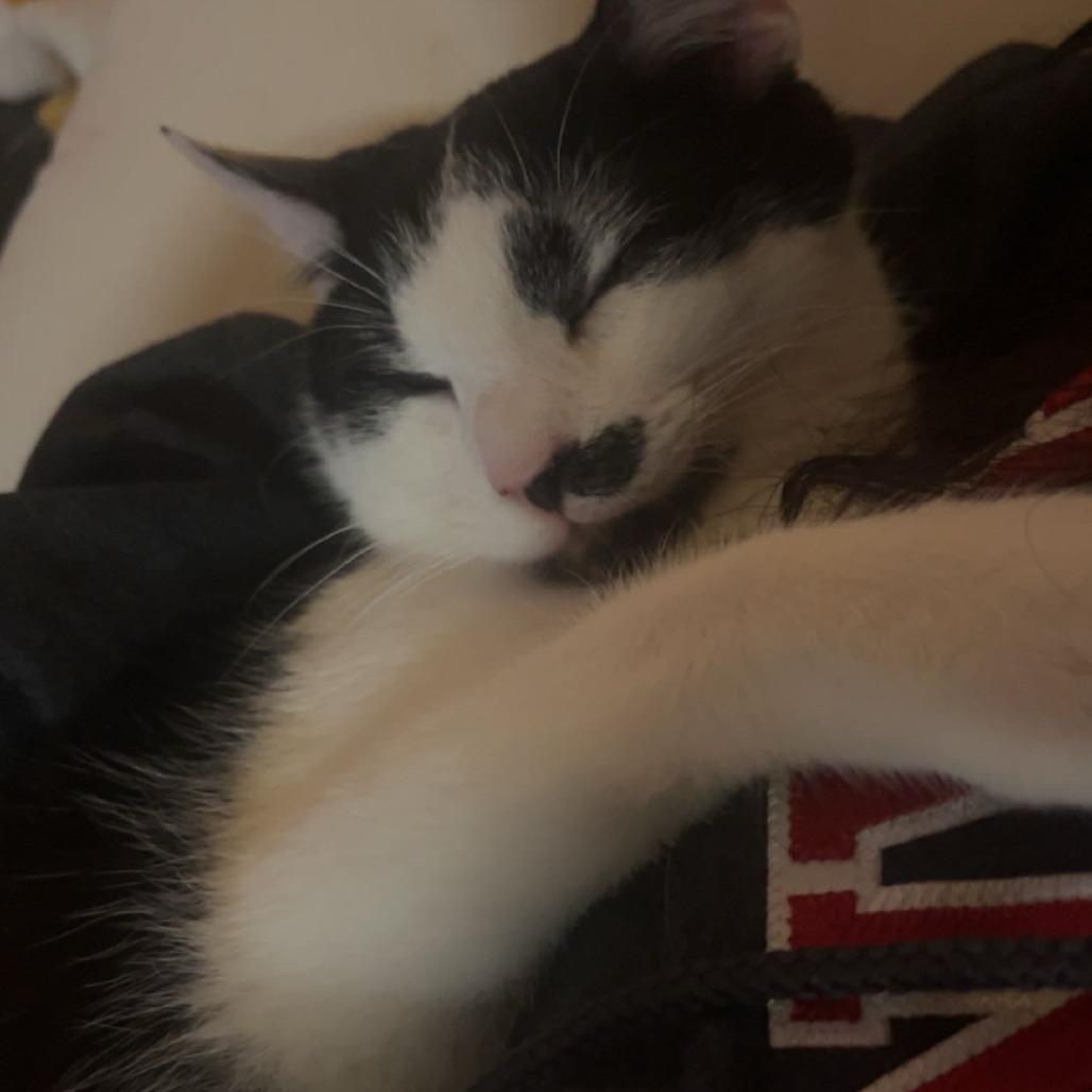 Joe Joe — thumbnail 2