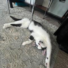 Joe Joe — thumbnail 4