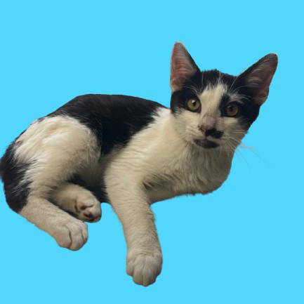 Joe Joe — thumbnail 5