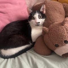 Joe Joe — thumbnail 6