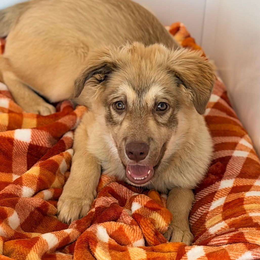 Mickie, Adoptable, Young Male Australian Shepherd & Mixed Breed.
