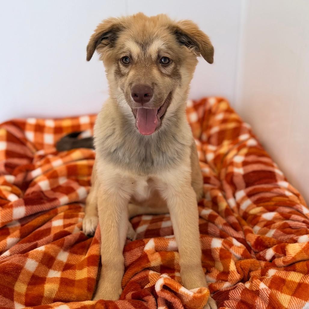 Enlarge Mickie, a Adoptable mixed breed in Green Bay, WI image 3/6