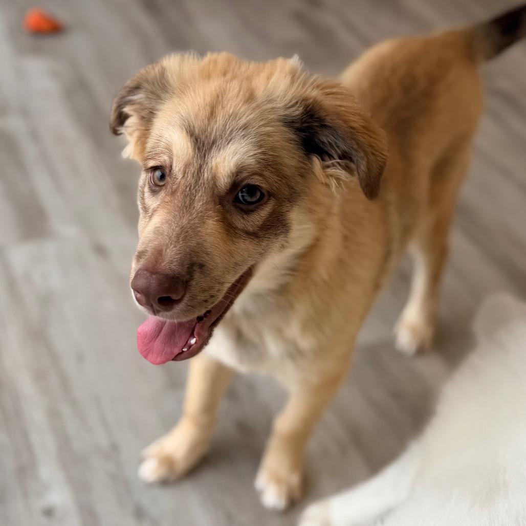 Enlarge Mickie, a Adoptable mixed breed in Green Bay, WI image 4/6
