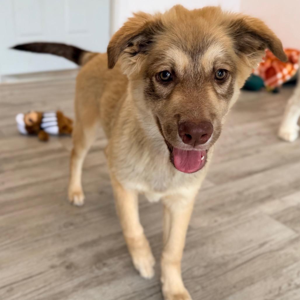 Enlarge Mickie, a Adoptable mixed breed in Green Bay, WI image 6/6
