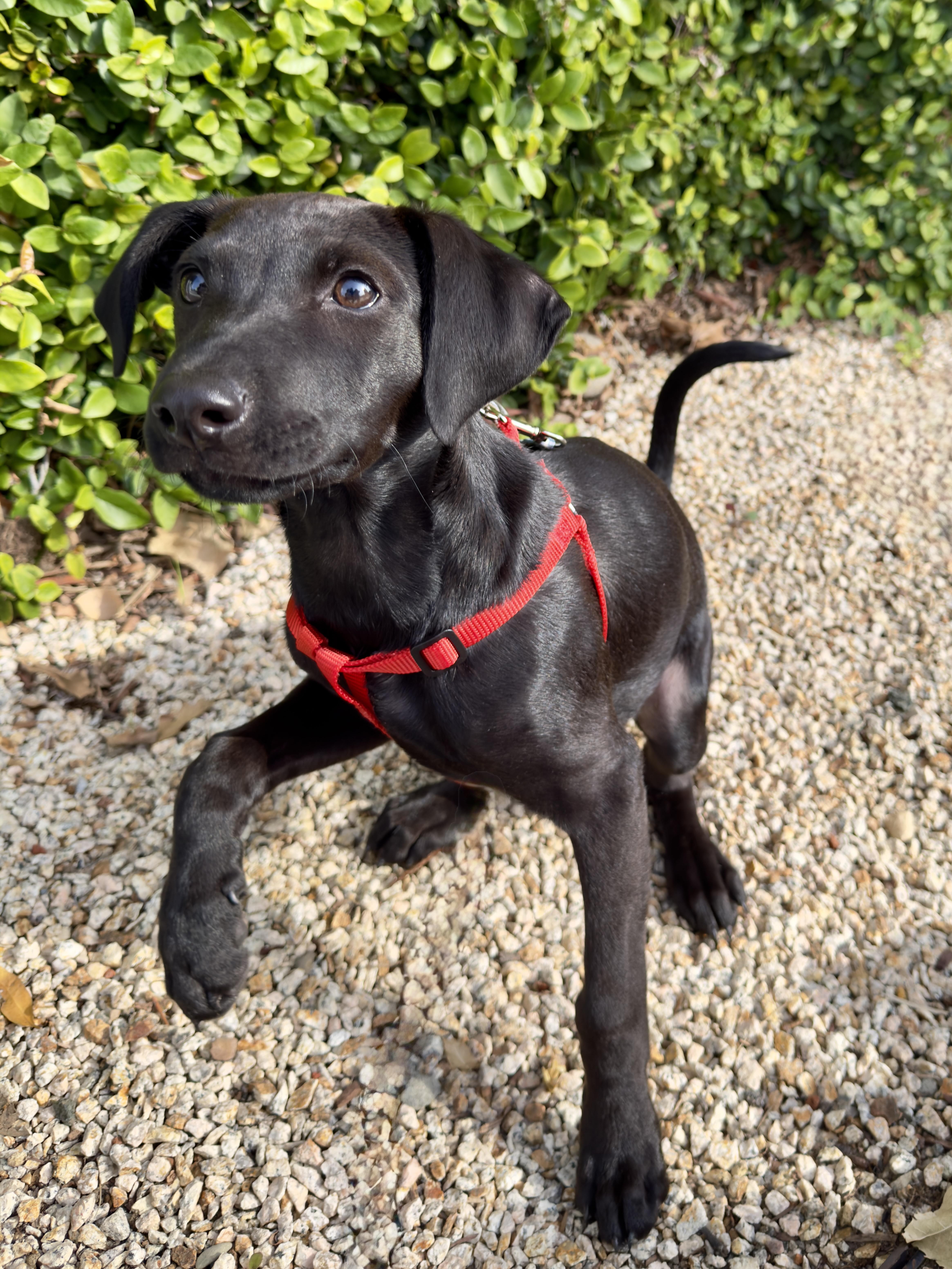 Enlarge Casper, a ADOPTABLE mixed breed in Redwood City, CA image 3/6