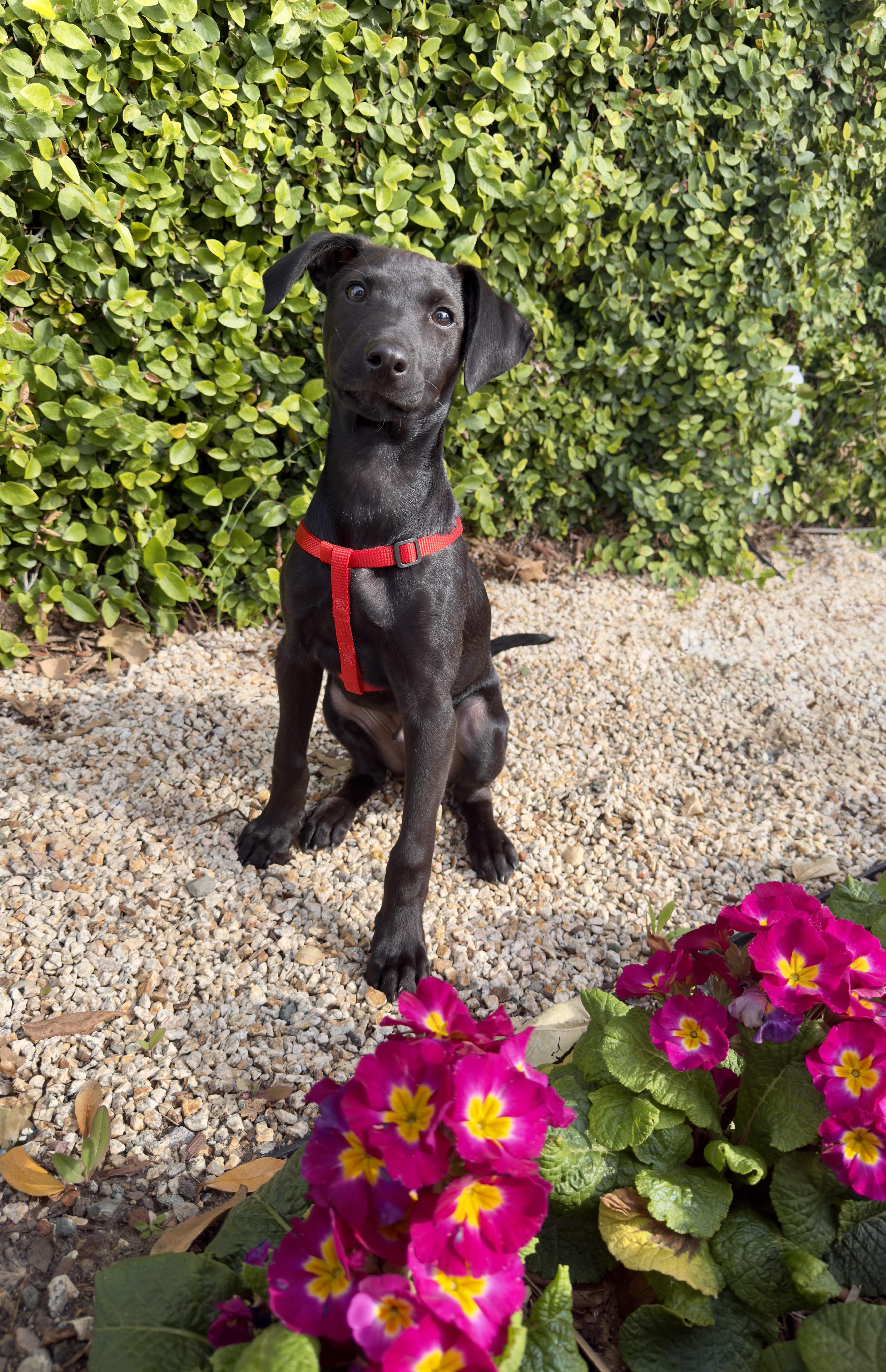 Enlarge Casper, a ADOPTABLE mixed breed in Redwood City, CA image 1/6