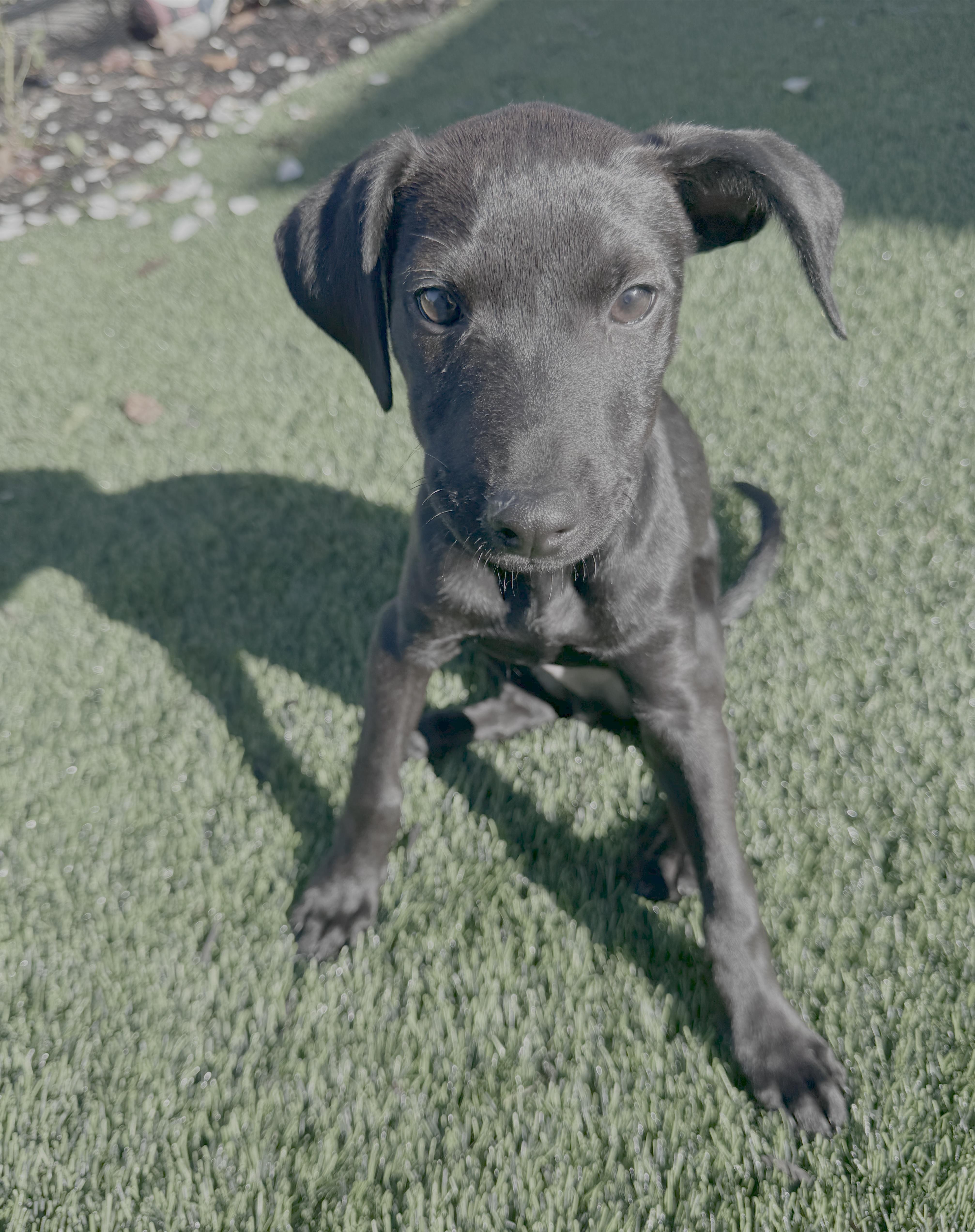 Casper, ADOPTABLE, Puppy Male Black Labrador Retriever.