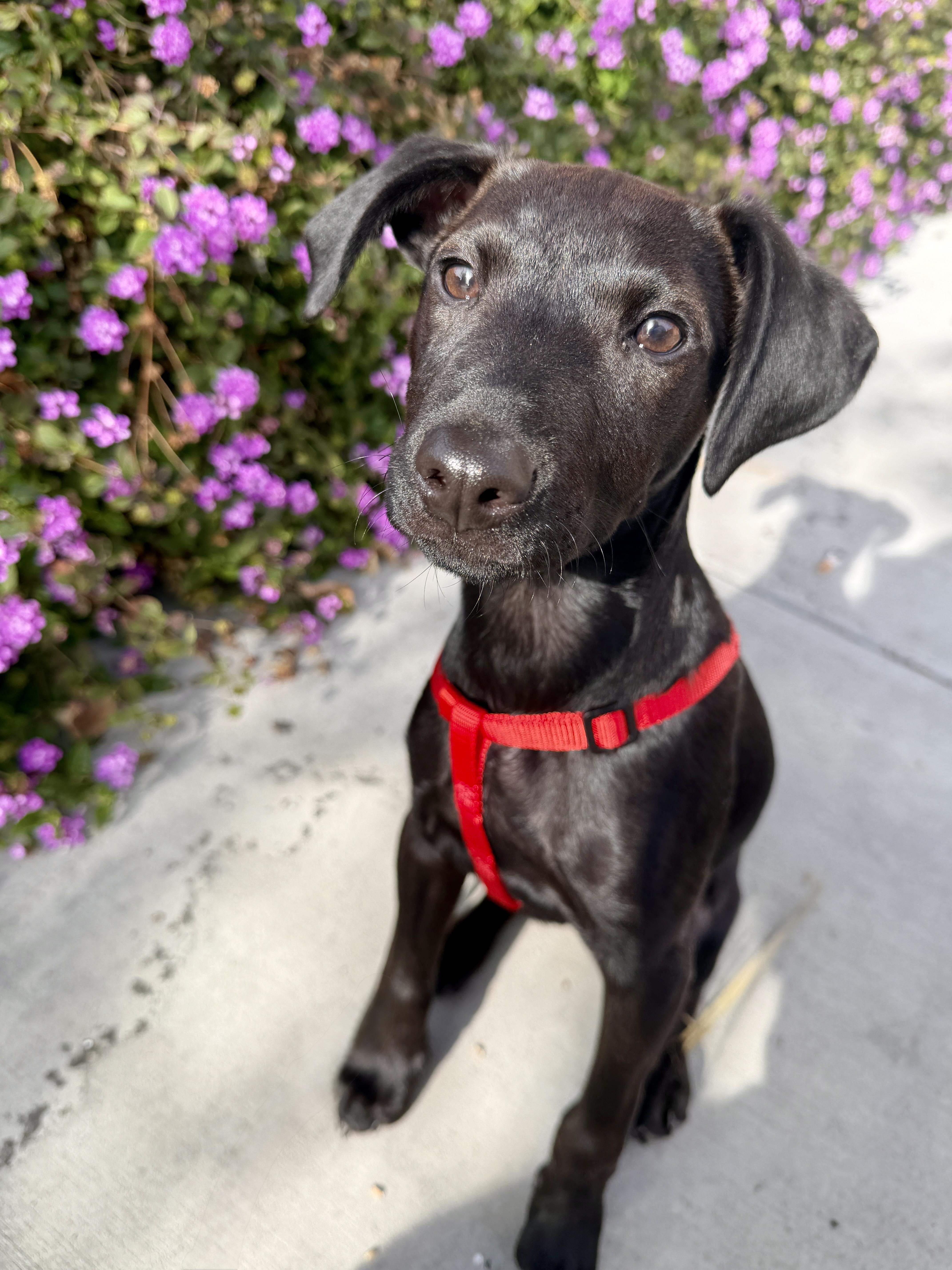 Enlarge Casper, a ADOPTABLE mixed breed in Redwood City, CA image 2/6