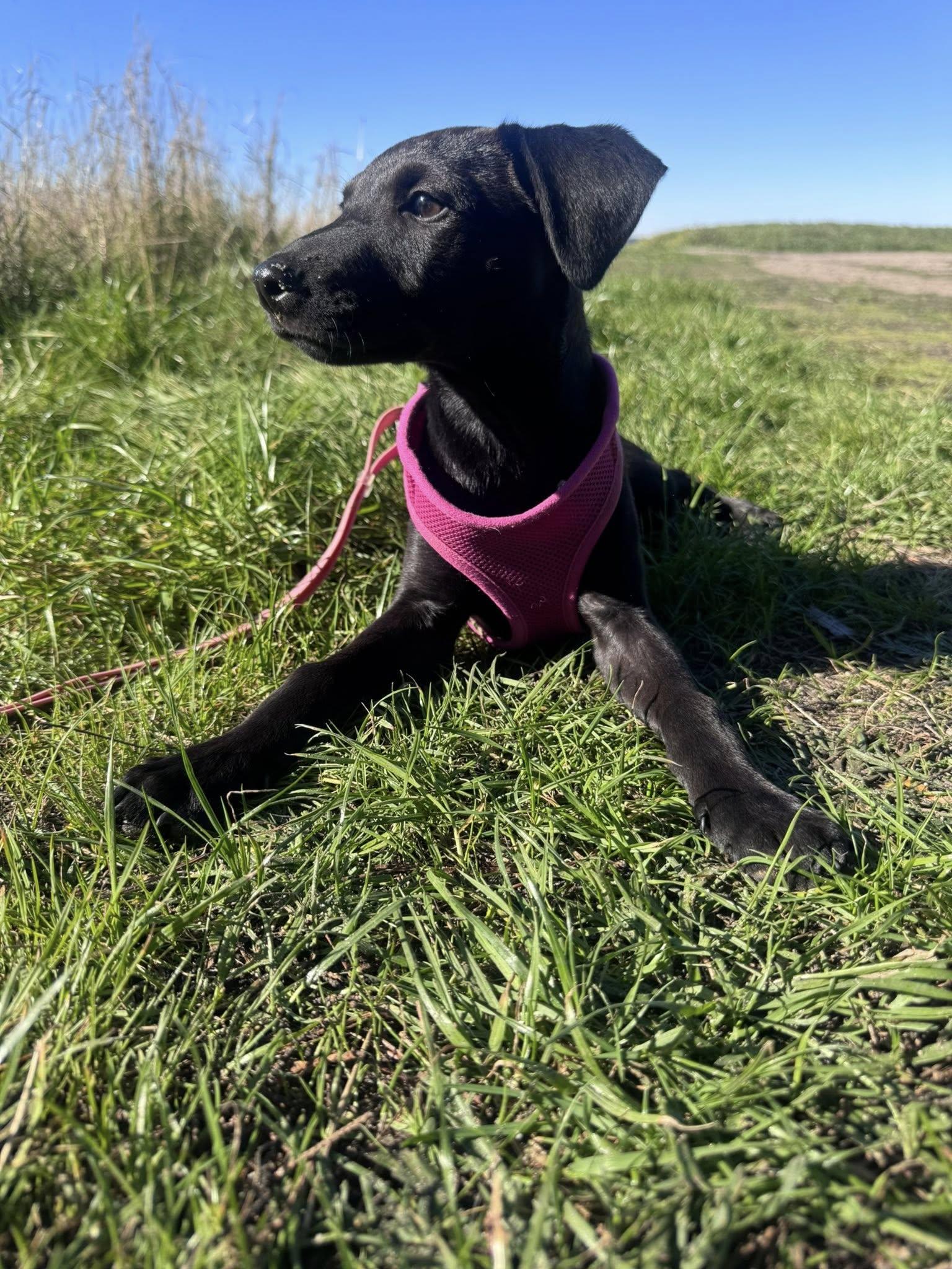 Casper, ADOPTABLE, Puppy Male Black Labrador Retriever.