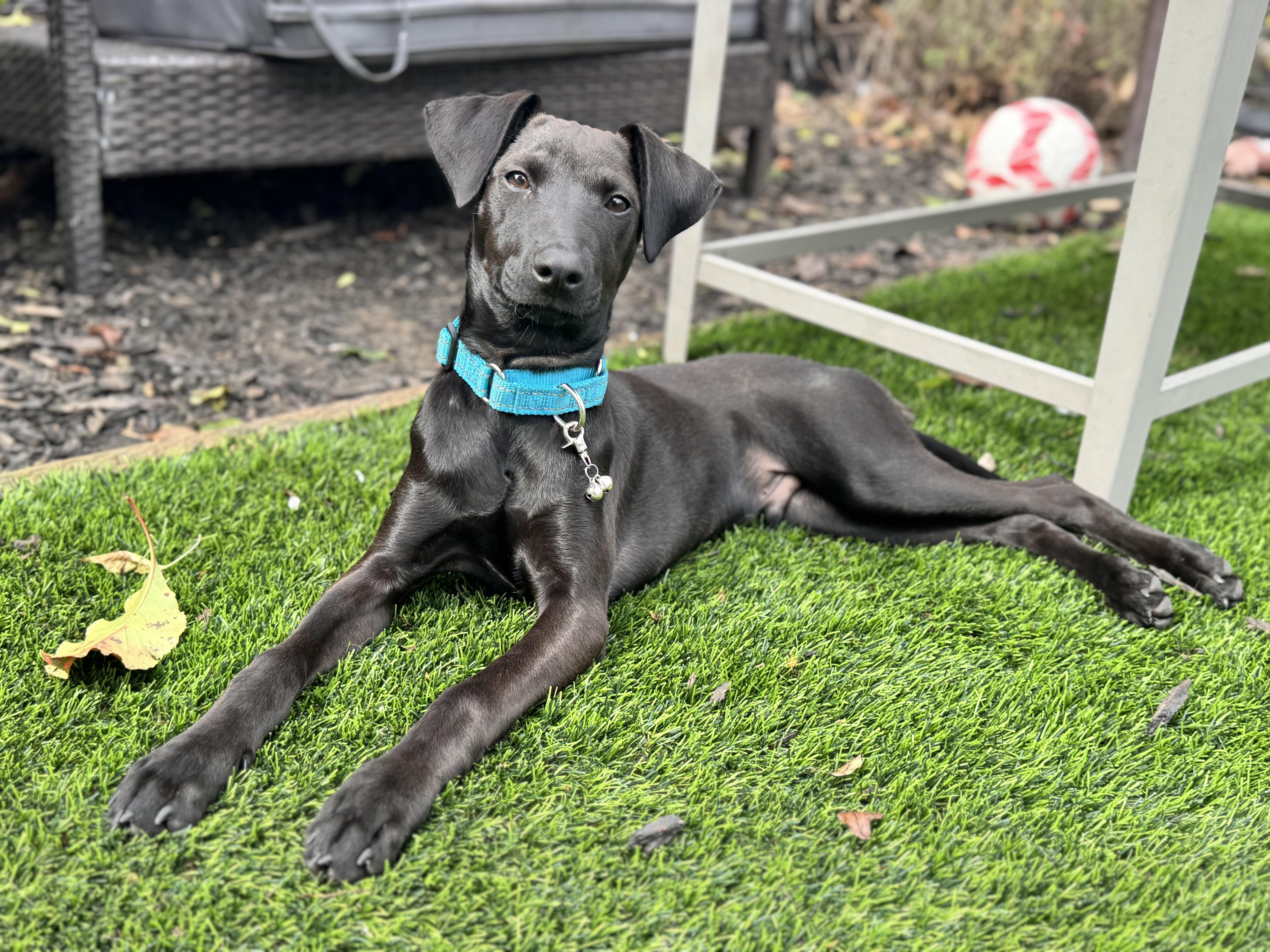 Casper, ADOPTABLE, Puppy Male Black Labrador Retriever.