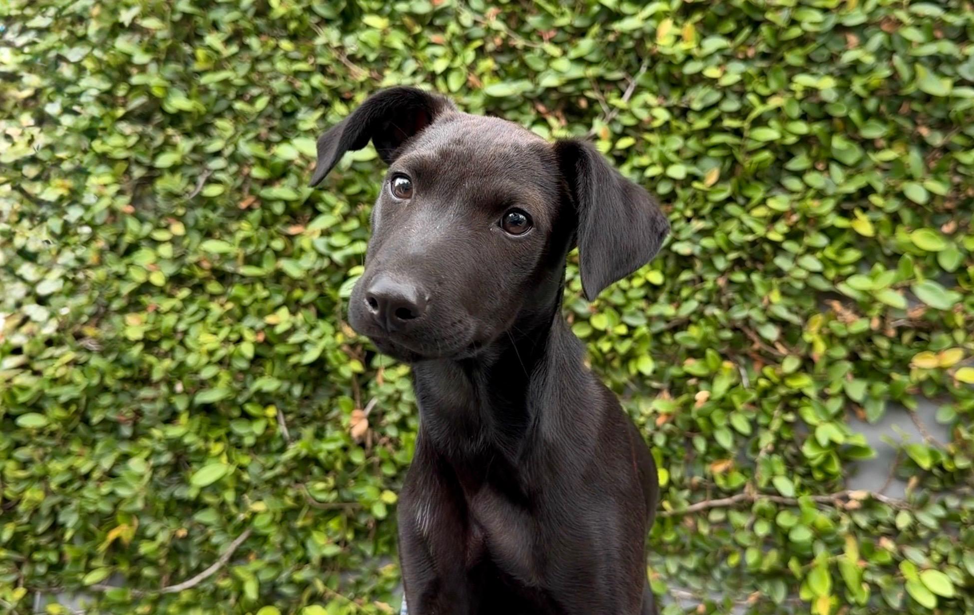 Enlarge Casper, a ADOPTABLE mixed breed in Redwood City, CA image 4/6