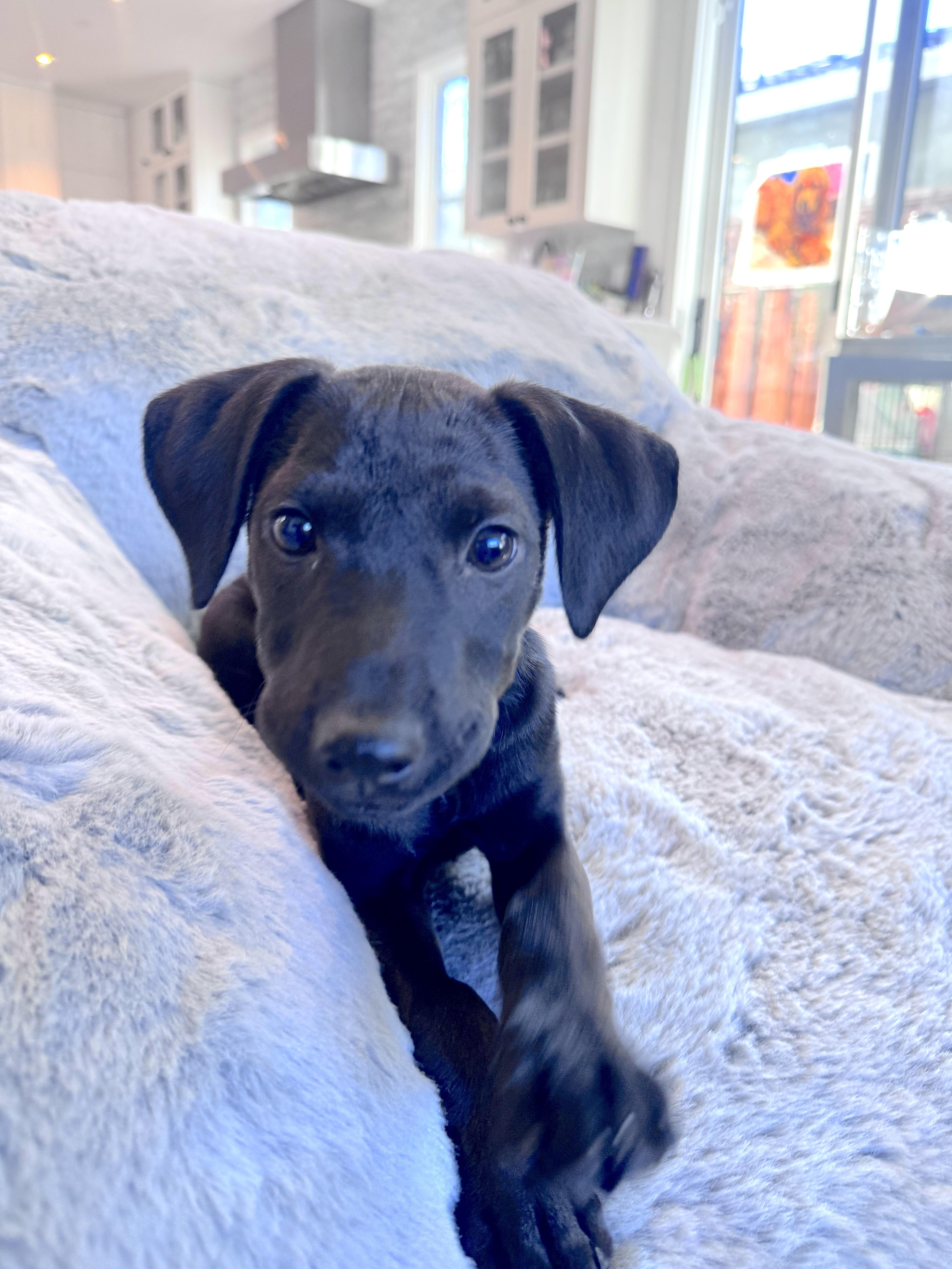 Enlarge Casper, a ADOPTABLE mixed breed in Redwood City, CA image 3/6