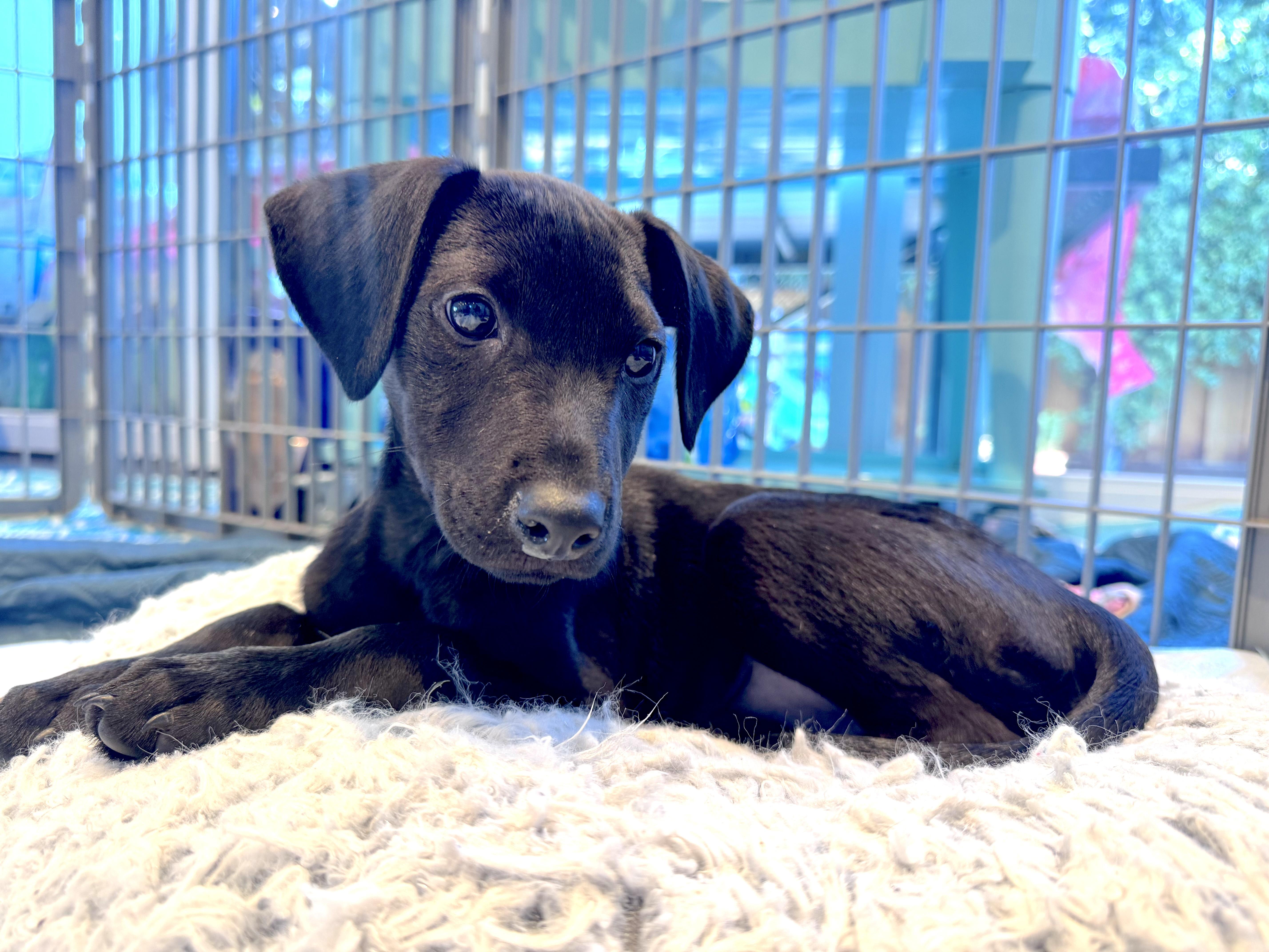 Enlarge Casper, a ADOPTABLE mixed breed in Redwood City, CA image 6/6