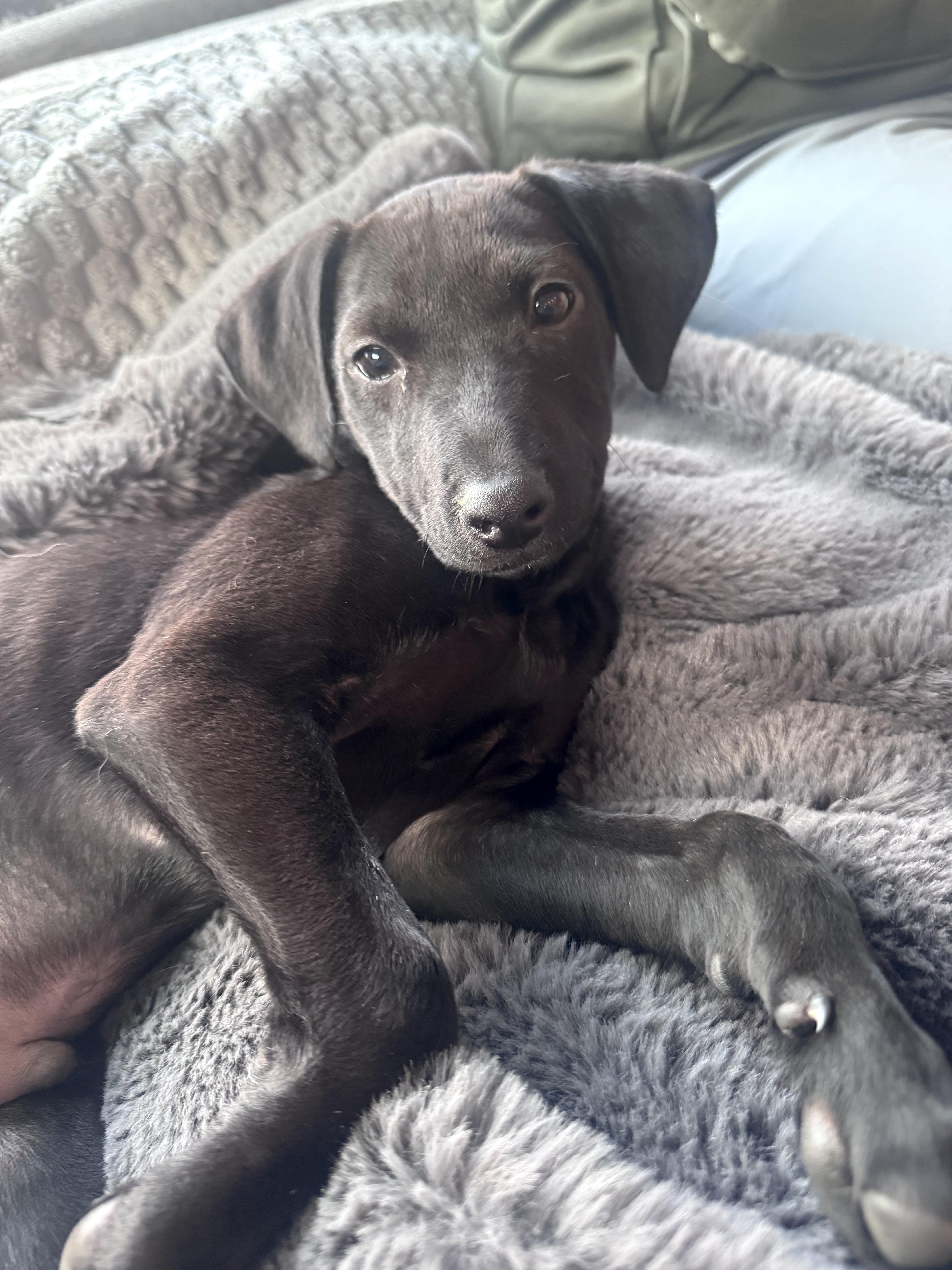 Enlarge Casper, a ADOPTABLE mixed breed in Redwood City, CA image 2/6