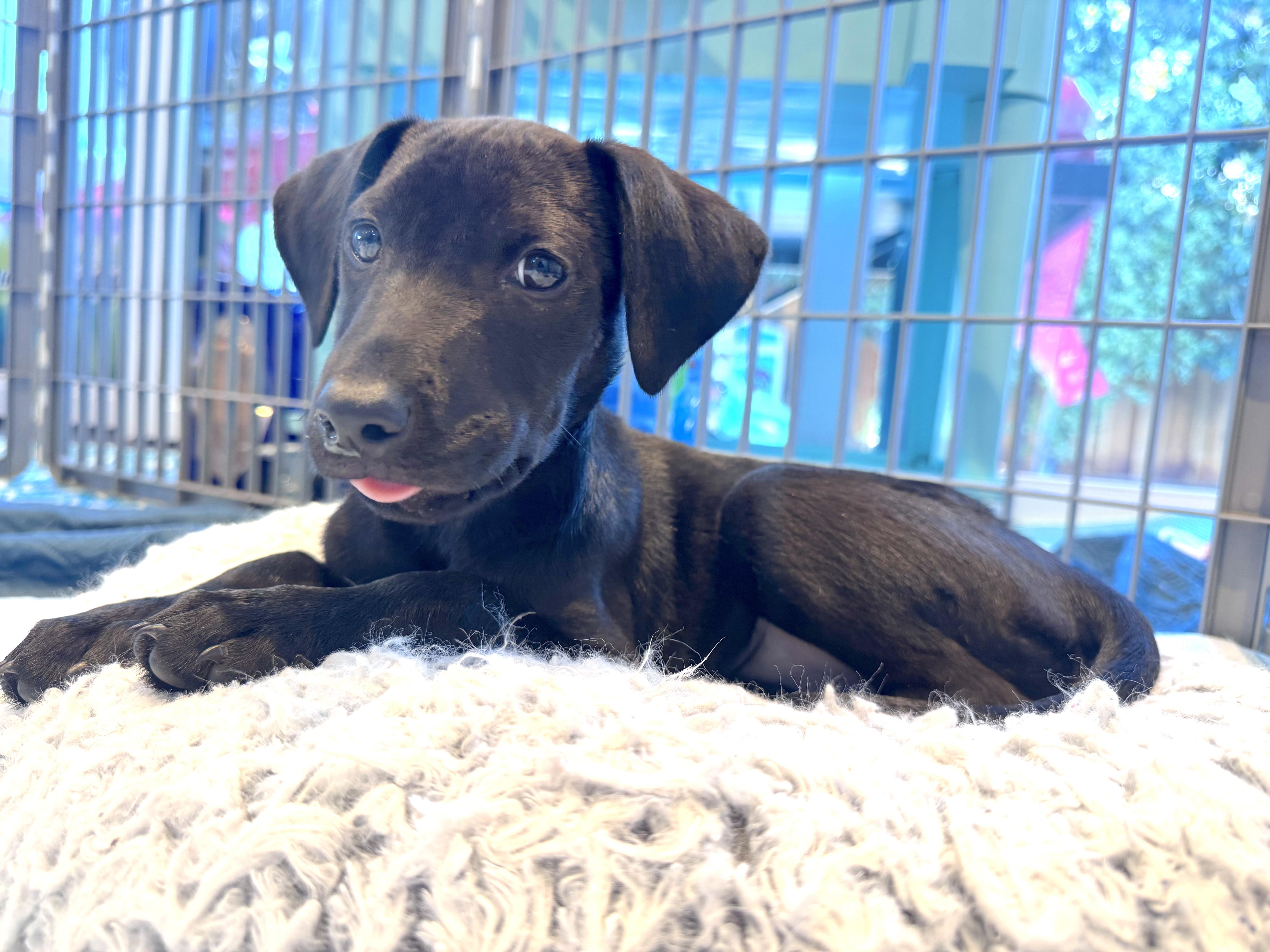 Enlarge Casper, a ADOPTABLE mixed breed in Redwood City, CA image 5/6