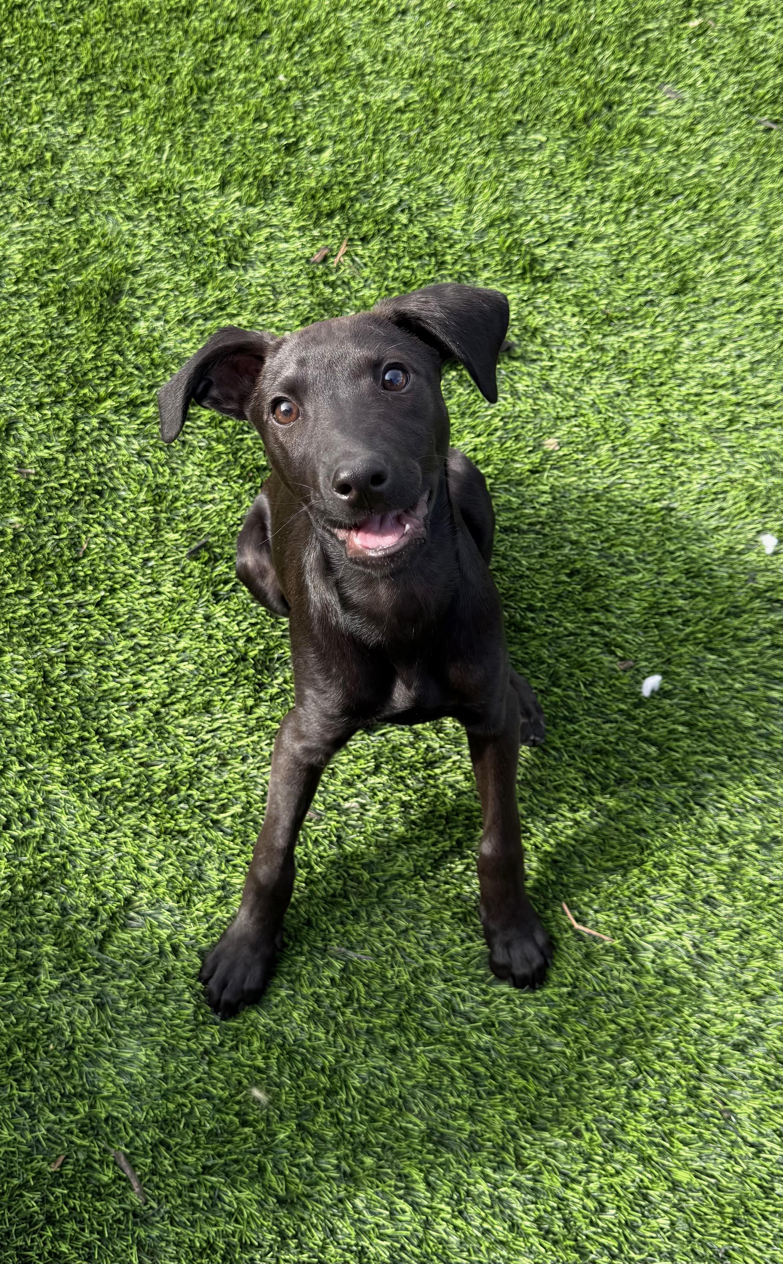 Casper, ADOPTABLE, Puppy Male Black Labrador Retriever.