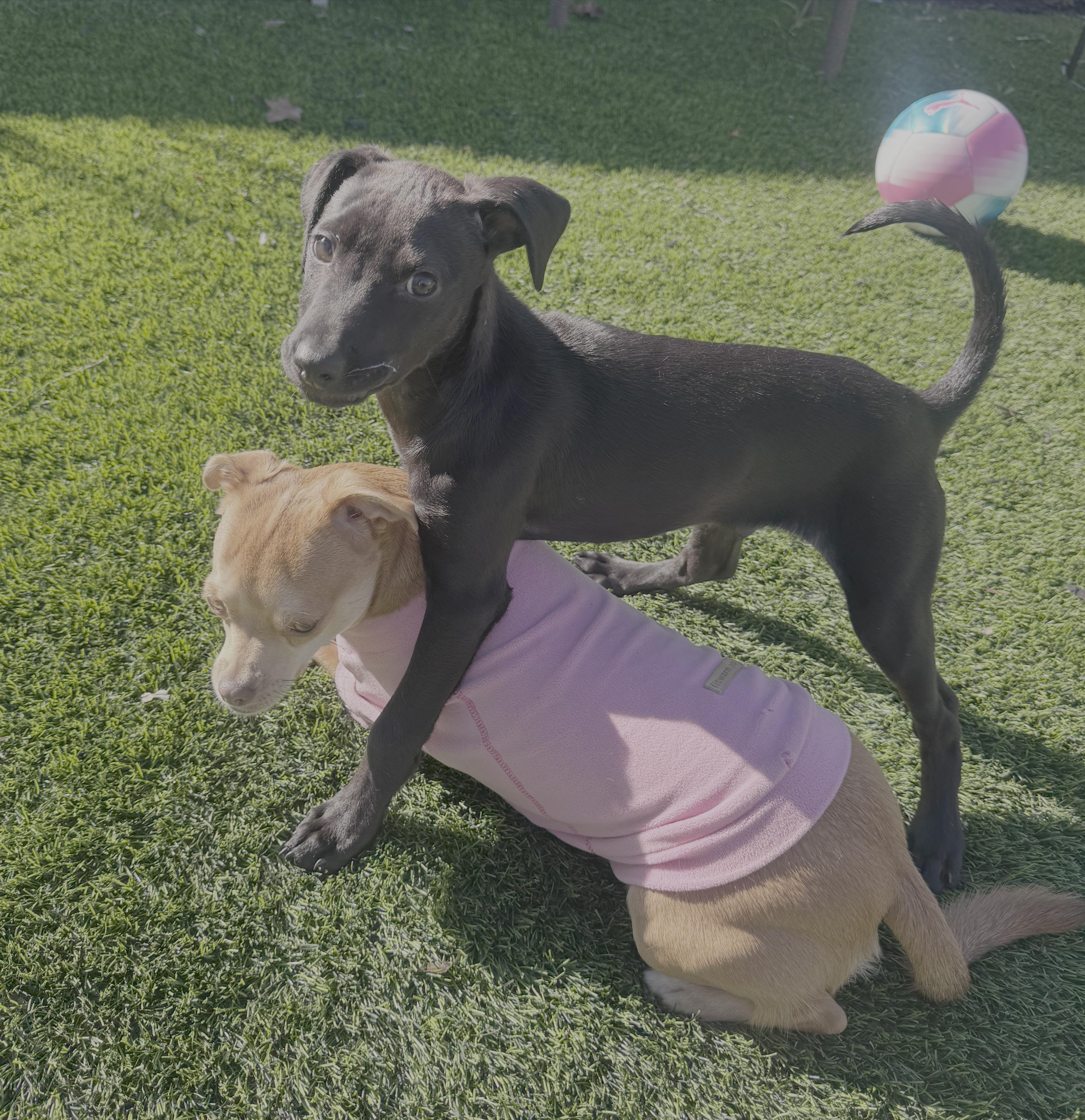 Enlarge Casper, a ADOPTABLE mixed breed in Redwood City, CA image 4/6