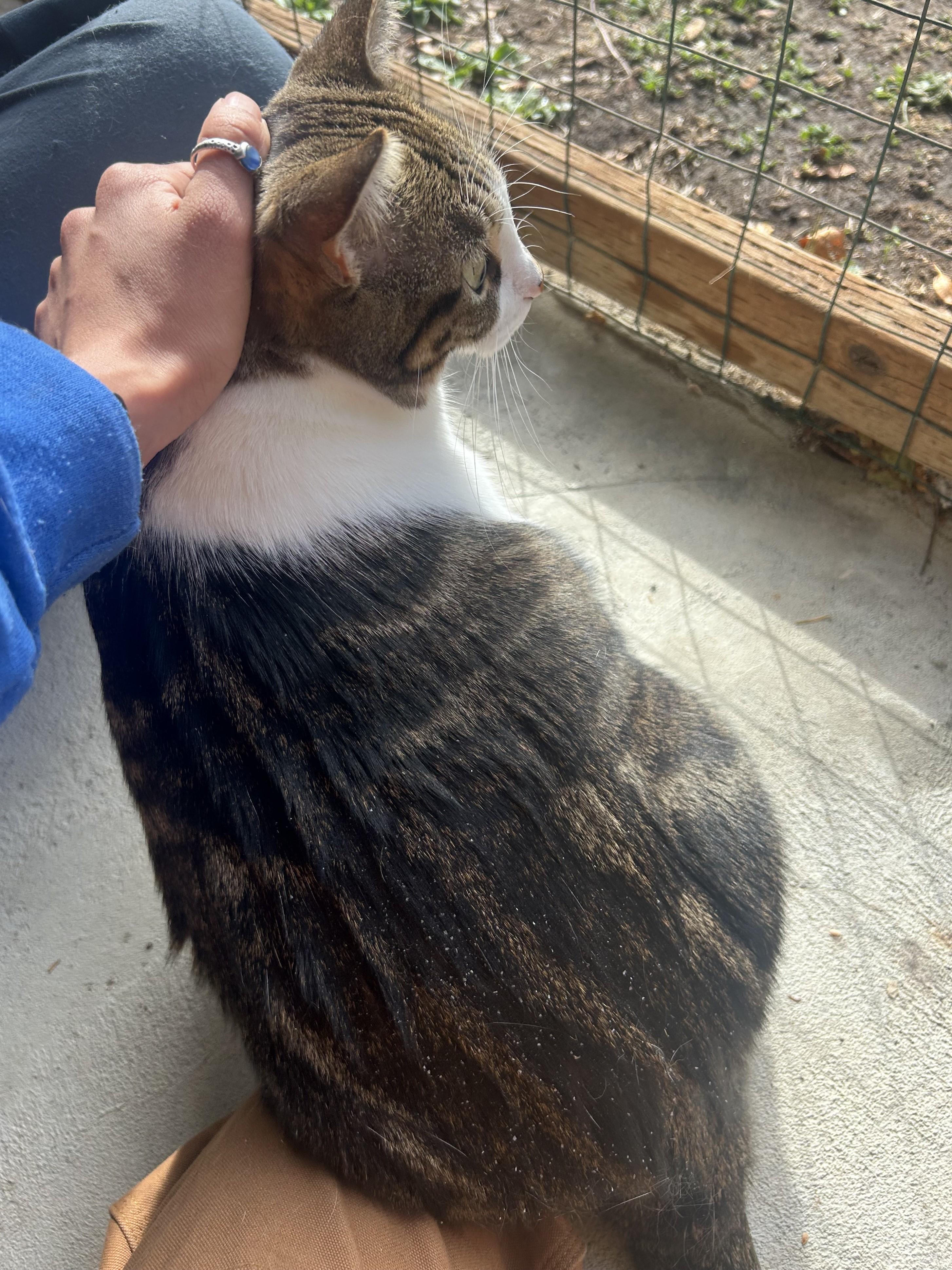 Chloe, an adoptable Domestic Short Hair in Quilcene, WA, 98376 | Photo Image 4