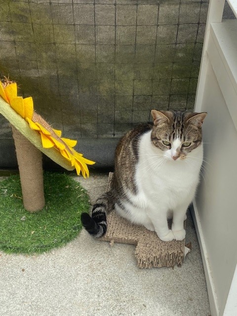 Chloe, Adult Female Domestic Short Hair