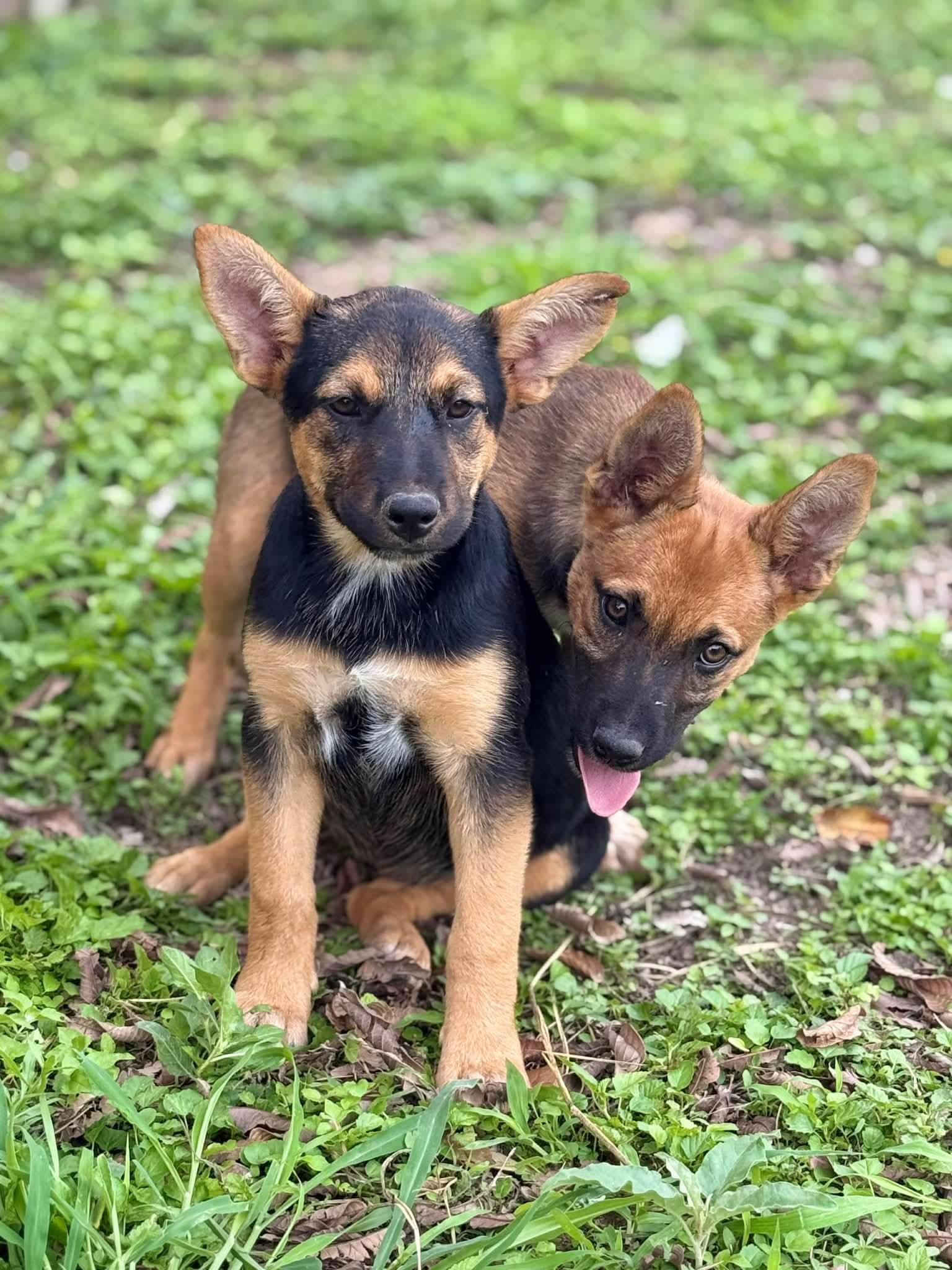 Enlarge Bert and Bertha, a ADOPTABLE mixed breed in Hamden, CT image 3/3
