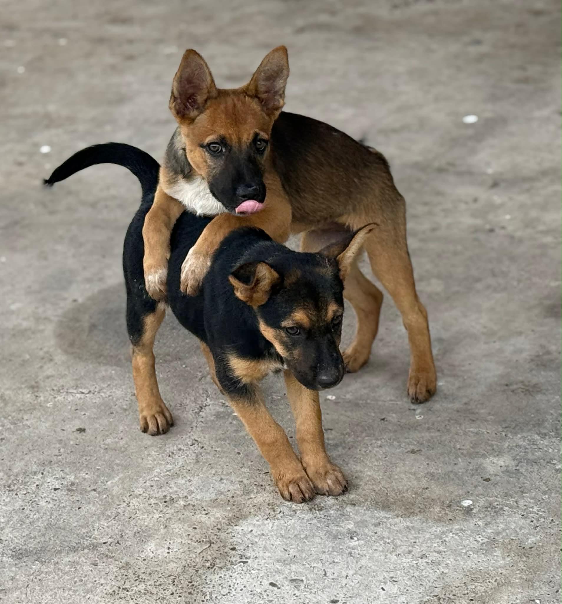 Enlarge Bert and Bertha, a ADOPTABLE mixed breed in Hamden, CT image 2/3