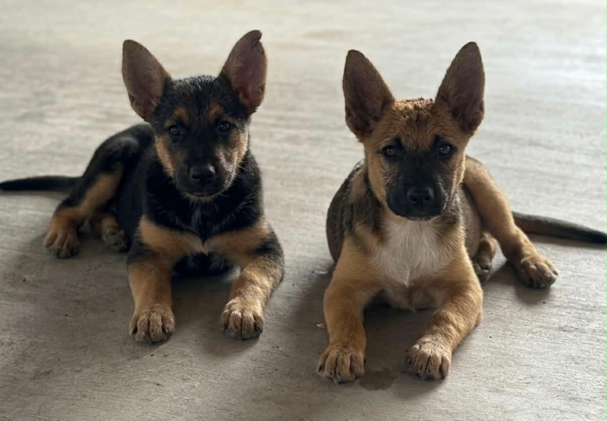 Bert and Bertha, ADOPTABLE, Puppy Female German Shepherd Dog.