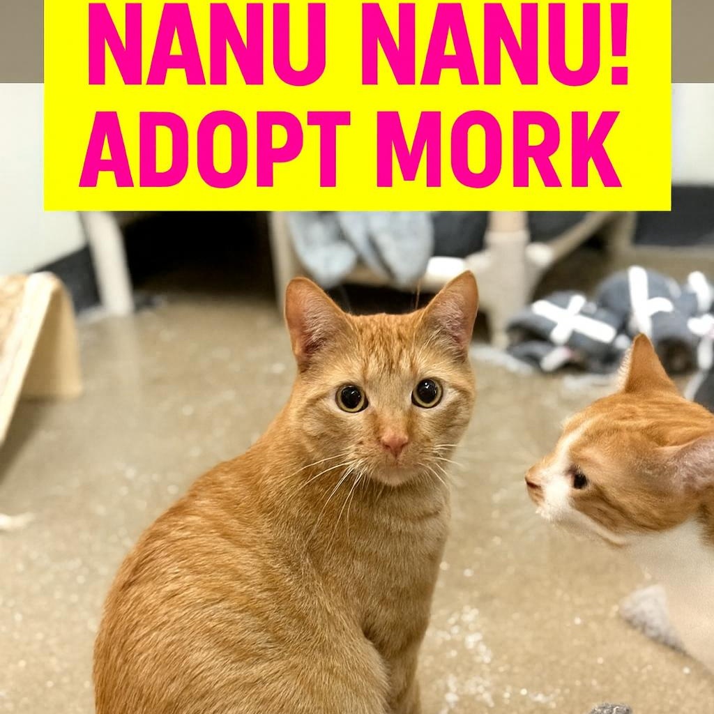 Mork, a Adoptable American Shorthair in Sunset Valley, TX image 1/6