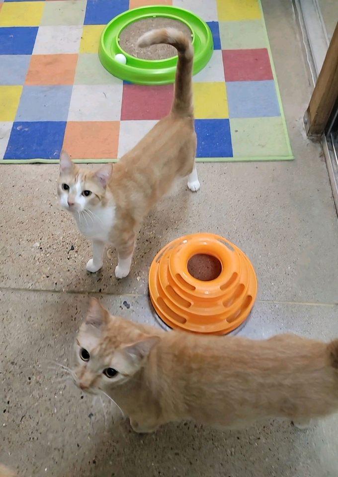 Mork, a Adoptable American Shorthair in Sunset Valley, TX image 5/6