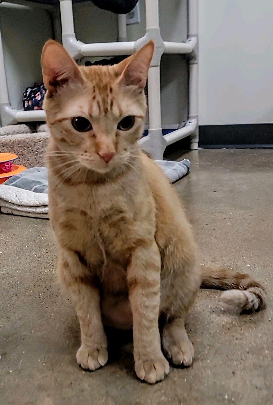 Mork, Adoptable, Adult Male American Shorthair.