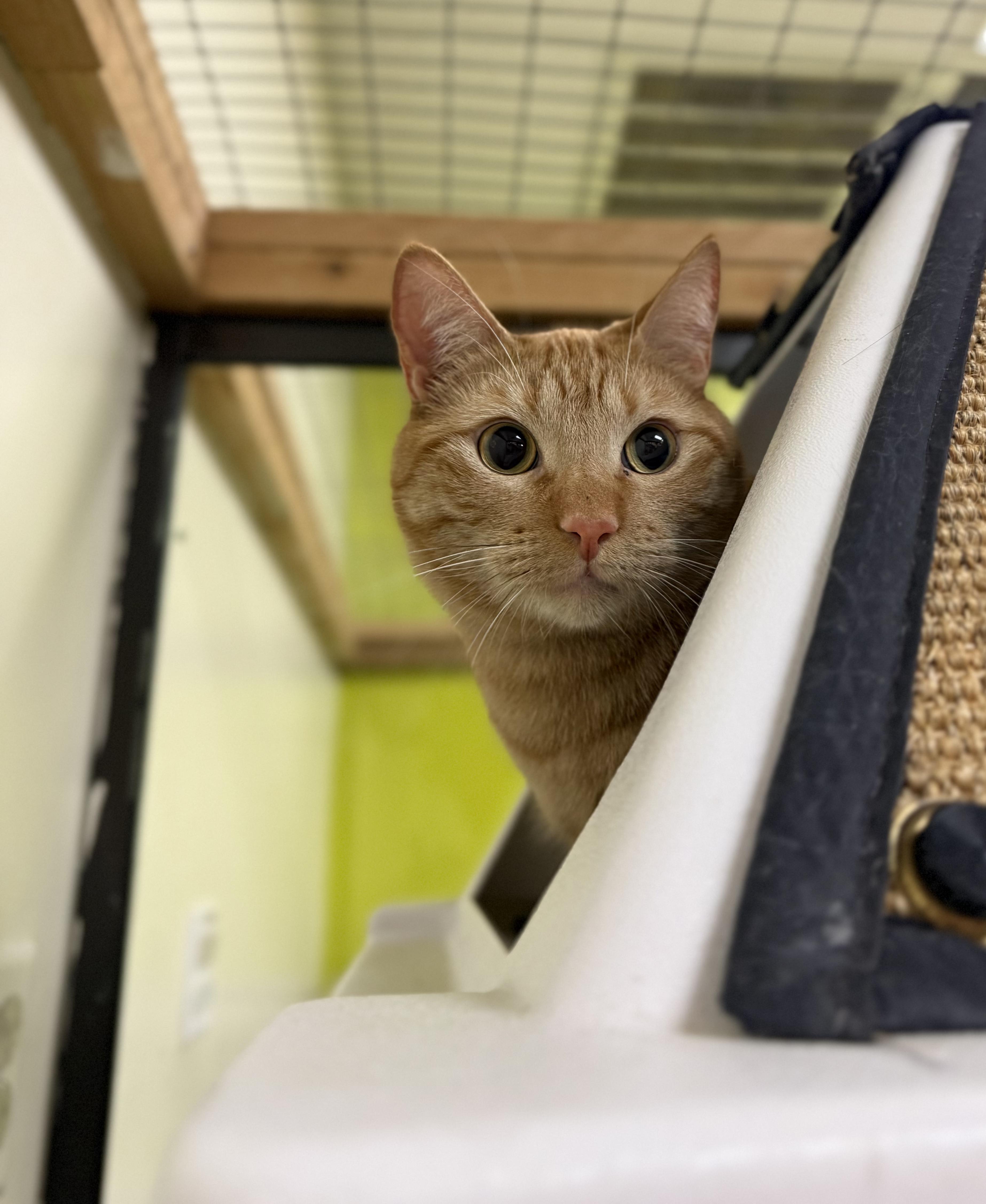 Mork, Adoptable, Adult Male American Shorthair.