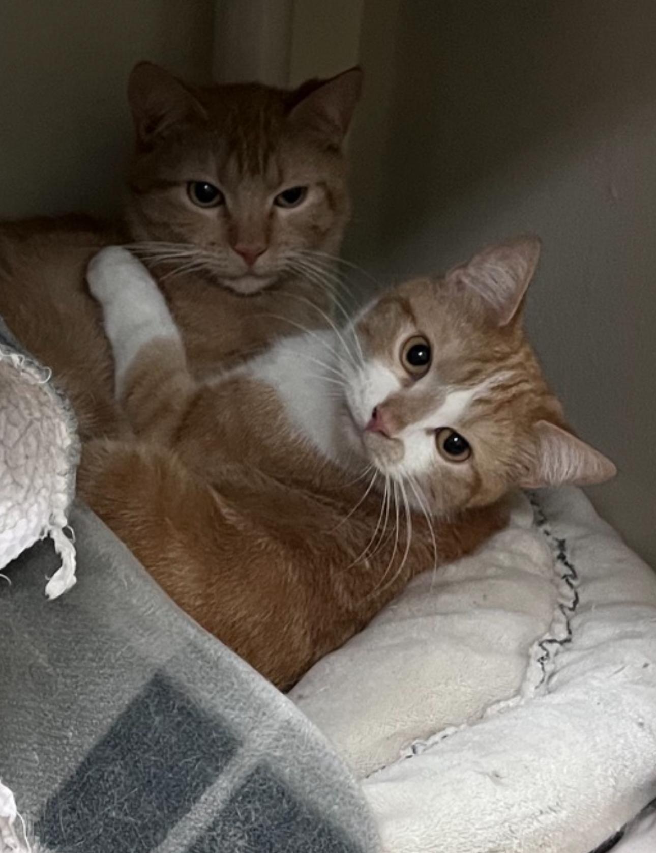 Mork, a Adoptable American Shorthair in Sunset Valley, TX image 4/6